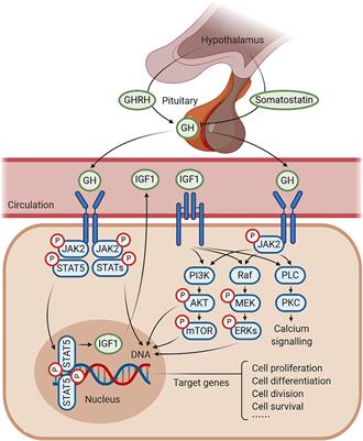 Frontiers A Balanced Act The Effects of GH GHR IGF1 Axis on